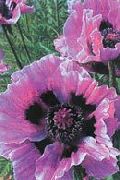 紫丁香 东方罂粟 园林花卉 照片