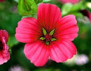 червен Malope Градински цветя снимка