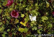blanc Malope Fleurs Jardin photo