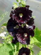 fekete Mályvarózsa Kerti Virágok fénykép