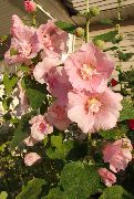 pink Hollyhock Garden Flowers photo