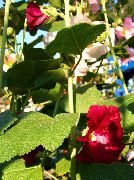 burgundy Vrtni Sljez Vrtne Rože fotografija