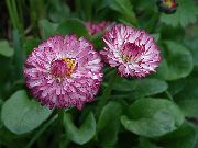 foto Bellis Gänseblümchen, Englisch Gänseblümchen, Rasen Gänseblümchen, Bruisewort Blume