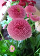 pink Bellis daisy, English Daisy, Lawn Daisy, Bruisewort Garden Flowers photo