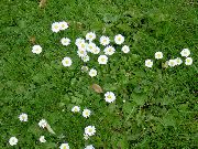 бял Bellis Маргаритка, Английски Маргаритка, Тревата Маргаритка, Bruisewort Градински цветя снимка