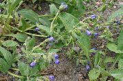 modrý Plicník Záhradné Kvety fotografie