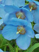 bleu ciel Pavot Bleu De L'himalaya Fleurs Jardin photo