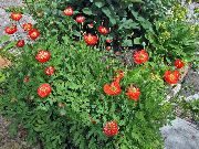 红 喜马拉雅蓝罂粟 园林花卉 照片