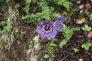purpurs Himalaju Zila Magones Dārza Ziedi foto