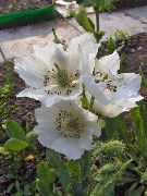 бял Хималайската Синьо Мак Градински цветя снимка