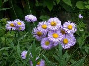 紫丁香 海边雏菊，湾紫苑，flebane 园林花卉 照片