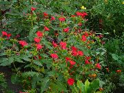 vermelho Quatro Horas, Maravilha De Peru Flores do Jardim foto