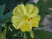 yellow Four O'Clock, Marvel of Peru Garden Flowers photo