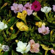 weiß 04.00, Wunder Von Peru Garten Blumen foto