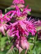 rožinis Bičių Balzamas, Laukinių Bergamočių Sodo Gėlės nuotrauka