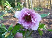 photo lilac Flower Christmas Rose, Lenten Rose