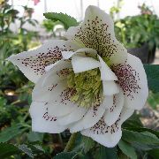 kuva valkoinen Kukka Joulu Rose, Paaston Ruusu