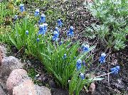photo blue Flower Grape hyacinth