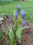 light blue Grape hyacinth Garden Flowers photo