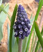 fotografija črna Cvet Hyacinth Grape