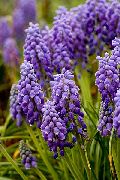 purpurs Vīnogu Hiacinte Dārza Ziedi foto