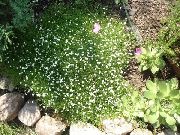 照片 爱尔兰苔藓，pearlwort，苏格兰或苏格兰苔 花