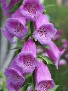 lilac Foxglove Garden Flowers photo