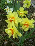 yellow Daffodil Garden Flowers photo