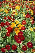 red Nasturtium Garden Flowers photo
