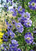 lyse blå Nasturtium Hage Blomster bilde