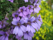 lilac Nasturtium Garden Flowers photo