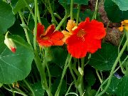 oranžinis Nasturta Sodo Gėlės nuotrauka