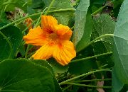 gul Nasturtium Hage Blomster bilde