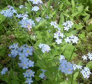 luz azul Miosótis Flores do Jardim foto
