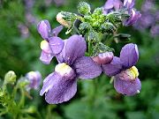 пурпурен Кейп Бижута Градински цветя снимка