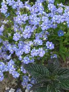 浅蓝 斗篷珠宝 园林花卉 照片