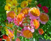 オレンジ 岬の宝石 庭の花 フォト