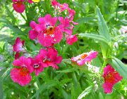růžový Pelerína Šperky Zahradní květiny fotografie