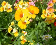 yellow Cape Jewels Garden Flowers photo