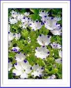 bílá Nemophila, Baby Blue-Oči Zahradní květiny fotografie