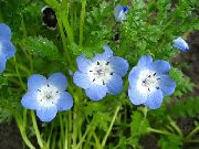 lyse blå Nemophila, Baby Blue-Eyes Hage Blomster bilde