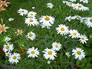 fénykép fehér Virág Ökörszem Őszirózsa, Shasta Százszorszép, Százszorszép Mező, Margaréta, Hold Százszorszép