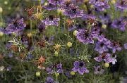 紫 黑种草 园林花卉 照片