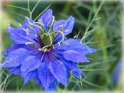 fénykép kék Virág Szeretni-In-A-Köd