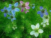bleu ciel Love-In-A-Brouillard Fleurs Jardin photo