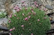vaaleanpunainen Acantholimon, Piikikäs Säästäväisyys Puutarhan Kukat kuva