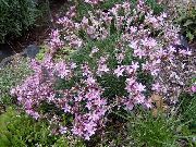 фото рожевий Квітка Акантолімон