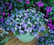 блакитний Нірембергія Садові Квіти фото