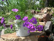 halványlila Csésze Virág  fénykép