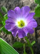 lilac Nolana Garden Flowers photo